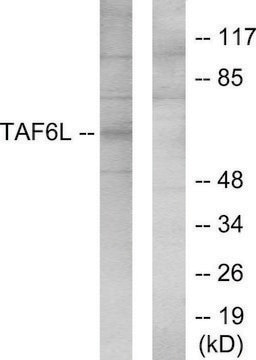 Anti-TAF6L antibody produced in rabbit affinity isolated antibody