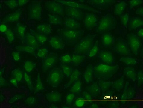 Monoclonal Anti-KIAA1967 antibody produced in mouse clone 4E6, purified immunoglobulin, buffered aqueous solution