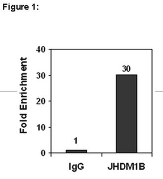 Anticorps ChIPAb+ JHDM1B from rabbit, purified by affinity chromatography