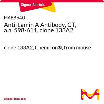 Anticuerpo anti-lamina A, CT, a.a. 598-611, clon 133A2 clone 133A2, Chemicon&#174;, from mouse