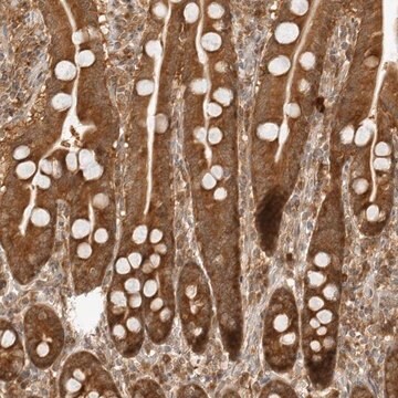 Anti-PRRC2C antibody produced in rabbit Prestige Antibodies&#174; Powered by Atlas Antibodies, affinity isolated antibody, buffered aqueous glycerol solution