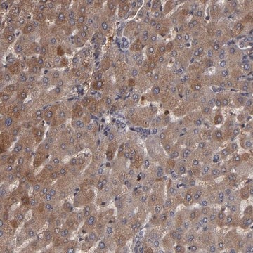 Anti-SERPINA7 antibody produced in rabbit Prestige Antibodies&#174; Powered by Atlas Antibodies, affinity isolated antibody, buffered aqueous glycerol solution