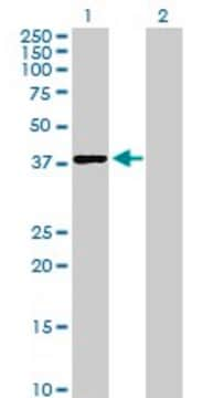 Anti-LRRC54 antibody produced in mouse purified immunoglobulin, buffered aqueous solution