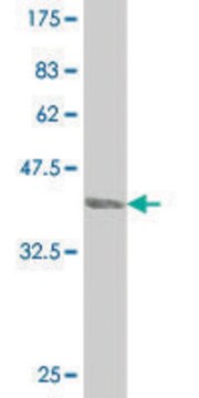 ANTI-PTCH antibody produced in mouse clone 4F11, purified immunoglobulin, buffered aqueous solution