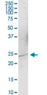 Anti-YAF2 antibody produced in mouse purified immunoglobulin, buffered aqueous solution