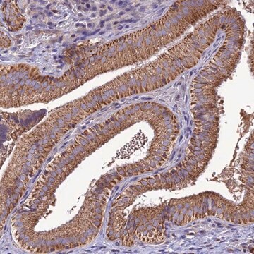 Anti-MAP3K12 antibody produced in rabbit Prestige Antibodies&#174; Powered by Atlas Antibodies, affinity isolated antibody, buffered aqueous glycerol solution