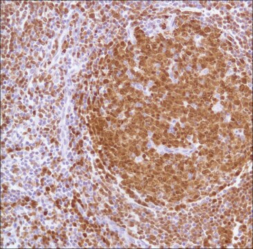 Anti-BOB-1 antibody, Rabbit monoclonal recombinant, expressed in proprietary host, clone SP92, affinity isolated antibody