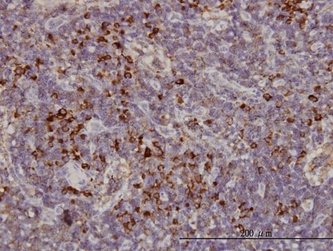 Monoclonal Anti-KIFC1 antibody produced in mouse clone 2B9, purified immunoglobulin, buffered aqueous solution