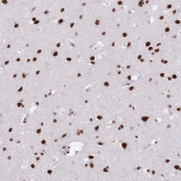 Anti-SAFB2 antibody produced in rabbit Prestige Antibodies&#174; Powered by Atlas Antibodies, affinity isolated antibody, buffered aqueous glycerol solution