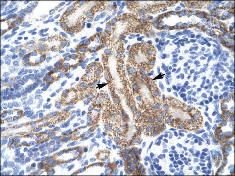 Anti-KCNA10 antibody produced in rabbit IgG fraction of antiserum