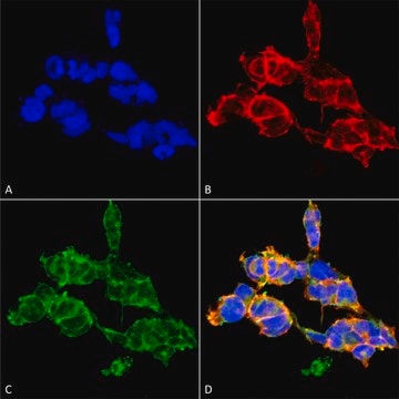 Monoclonal Anti-O-GalNAC-Atto 390 antibody produced in mouse clone 9B9