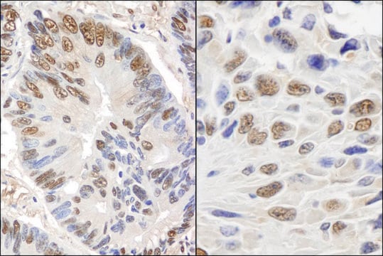 Rabbit anti-GAPDH Antibody, Affinity Purified Powered by Bethyl Laboratories, Inc.