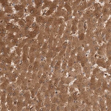 Anti-HNMT antibody produced in rabbit Prestige Antibodies&#174; Powered by Atlas Antibodies, affinity isolated antibody, buffered aqueous glycerol solution