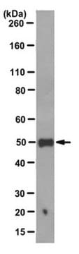 Anticorps anti-PTP1B, clone&nbsp;FG6-1G clone FG6-1G, from mouse