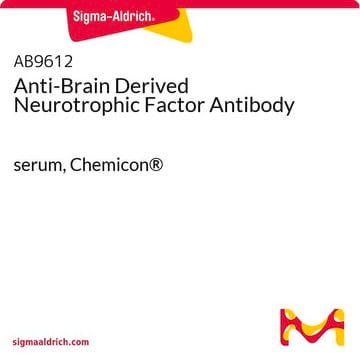 Anti-Brain Derived Neurotrophic Factor Antibody serum, Chemicon&#174;