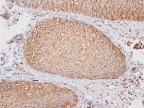 Anti-PTGFRN (C-terminal) antibody produced in rabbit affinity isolated antibody, buffered aqueous solution