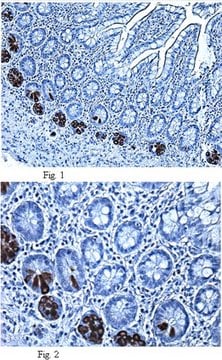 Anti-Alpha Defensin-5 (HD5) Antibody, clone 8C8 clone 8C8, from mouse