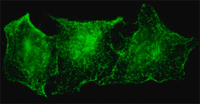 Anti-LAYN antibody produced in rabbit ~1.0&#160;mg/mL, affinity isolated antibody