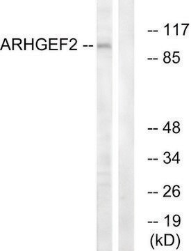 Anti-ARHGEF2 antibody produced in rabbit affinity isolated antibody