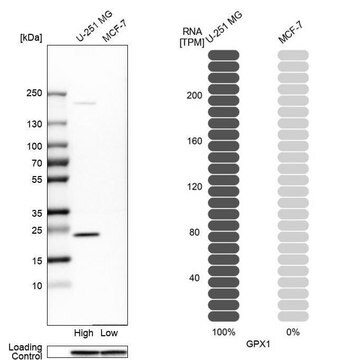 Anti-GPX1 antibody produced in rabbit Prestige Antibodies&#174; Powered by Atlas Antibodies, affinity isolated antibody, buffered aqueous glycerol solution