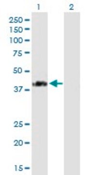 Anti-FLJ21439 antibody produced in mouse purified immunoglobulin, buffered aqueous solution