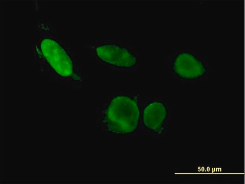 Monoclonal Anti-ERF antibody produced in mouse clone 3F11, purified immunoglobulin, buffered aqueous solution