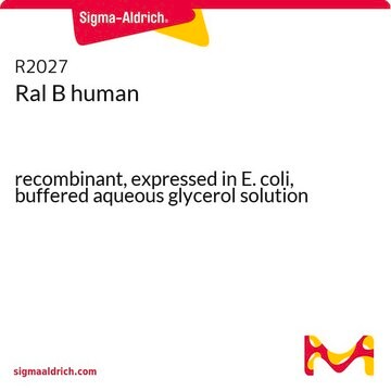 Ral B human recombinant, expressed in E. coli, buffered aqueous glycerol solution