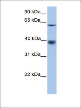 Anti-MFSD4 antibody produced in rabbit affinity isolated antibody