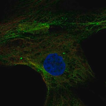 Anti-MPP4 antibody produced in rabbit Prestige Antibodies&#174; Powered by Atlas Antibodies, affinity isolated antibody