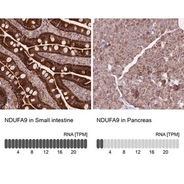 Anti-NDUFA9 antibody produced in rabbit Prestige Antibodies&#174; Powered by Atlas Antibodies, affinity isolated antibody, buffered aqueous glycerol solution