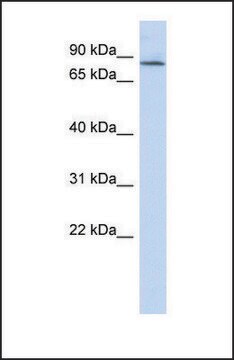 Anti-APBB2 antibody produced in rabbit affinity isolated antibody