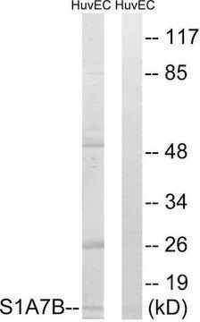 Anti-S100A7L2 antibody produced in rabbit affinity isolated antibody