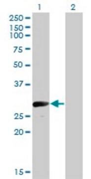 Monoclonal Anti-VGLL1, (N-terminal) antibody produced in mouse clone 3C7, purified immunoglobulin, buffered aqueous solution