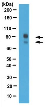 Anti-Periostin (Pan) Antibody 0.5&#160;mg/mL, from rabbit