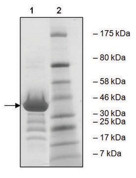 BRD3 (29-145) GST tag human recombinant, expressed in E. coli, &#8805;81% (SDS-PAGE)