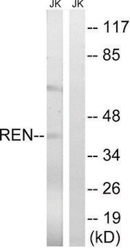 Anti-REN antibody produced in rabbit affinity isolated antibody