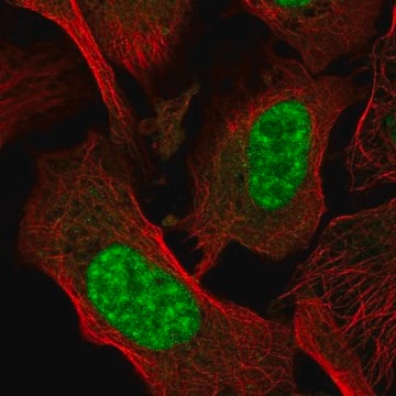 Anti-AES antibody produced in rabbit Prestige Antibodies&#174; Powered by Atlas Antibodies, affinity isolated antibody