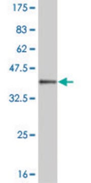 Monoclonal Anti-MEOX1 antibody produced in mouse clone 1A12, purified immunoglobulin, buffered aqueous solution