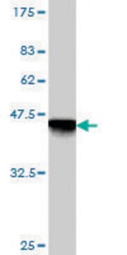 Monoclonal Anti-GEMIN7 antibody produced in mouse clone 2E2, purified immunoglobulin, buffered aqueous solution