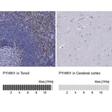 Anti-PYHIN1 antibody produced in rabbit Prestige Antibodies&#174; Powered by Atlas Antibodies, affinity isolated antibody, buffered aqueous glycerol solution