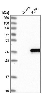 Anti-IQCK antibody produced in rabbit Prestige Antibodies&#174; Powered by Atlas Antibodies, affinity isolated antibody, buffered aqueous glycerol solution