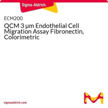 Ensayo colorimétrico de migración de las células endoteliales con fibronectina QCM 3 &#181;m