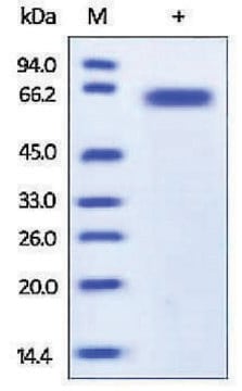 Furin human recombinant, expressed in HEK 293 cells, &#8805;95% (SDS-PAGE)