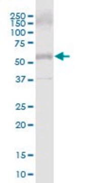 Anti-COL25A1 antibody produced in mouse purified immunoglobulin, buffered aqueous solution