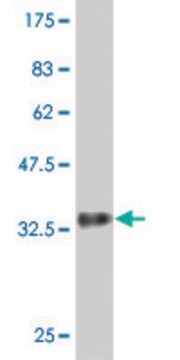 Monoclonal Anti-DENR antibody produced in mouse clone 1H3, purified immunoglobulin, buffered aqueous solution