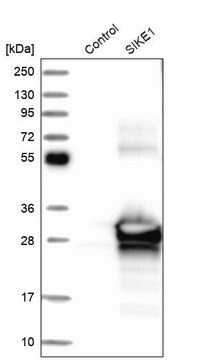 Anti-SIKE1 antibody produced in rabbit Prestige Antibodies&#174; Powered by Atlas Antibodies, affinity isolated antibody, buffered aqueous glycerol solution, Ab1