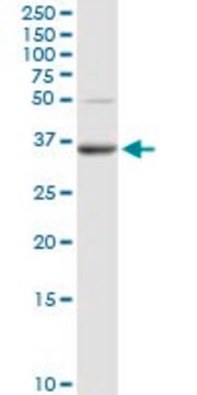 Anti-PPAP2A antibody produced in rabbit purified immunoglobulin, buffered aqueous solution