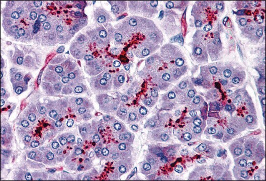 Anti-SLAIN1 antibody produced in rabbit affinity isolated antibody