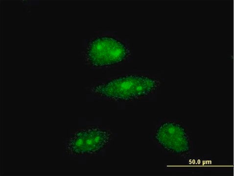 Monoclonal Anti-HEY1 antibody produced in mouse clone 3B3, purified immunoglobulin, buffered aqueous solution