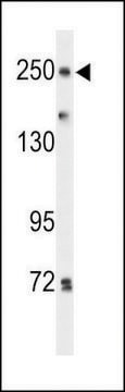 ANTI-PTPRD(N-TERMINAL) antibody produced in rabbit affinity isolated antibody, buffered aqueous solution